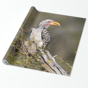 Gelbschnabelhecht Geschenkpapier