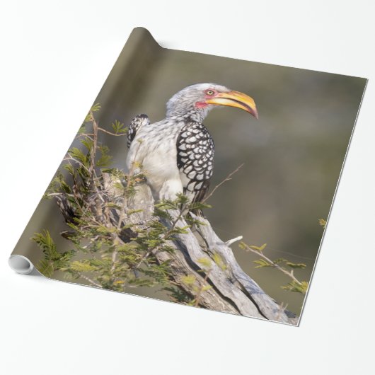 Gelbschnabelhecht Geschenkpapier (Ungerollt)