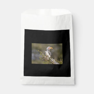 Gelbschnabelhecht Geschenktütchen