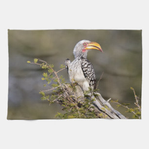 Gelbschnabelhecht Geschirrtuch