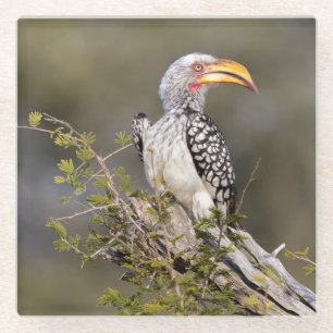 Gelbschnabelhecht Glasuntersetzer