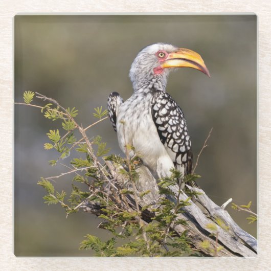 Gelbschnabelhecht Glasuntersetzer (Vorderseite)