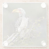 Gelbschnabelhecht Glasuntersetzer (Rückseite)