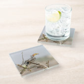 Gelbschnabelhecht Glasuntersetzer (Schrägansicht)