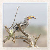 Gelbschnabelhecht Glasuntersetzer (Vorderseite)