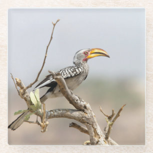 Gelbschnabelhecht Glasuntersetzer