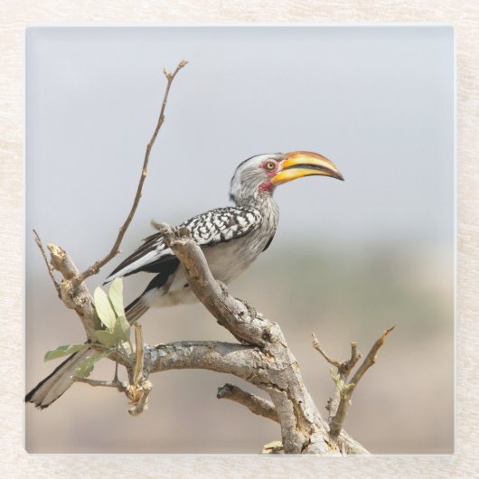 Gelbschnabelhecht Glasuntersetzer (Vorderseite)