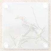 Gelbschnabelhecht Glasuntersetzer (Rückseite)