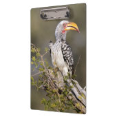 Gelbschnabelhecht Klemmbrett (Links)