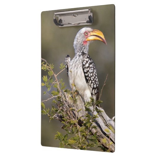 Gelbschnabelhecht Klemmbrett (Links)