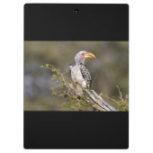 Gelbschnabelhecht Klemmbrett (Rückseite)