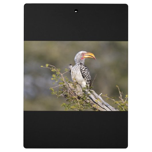 Gelbschnabelhecht Klemmbrett (Rückseite)