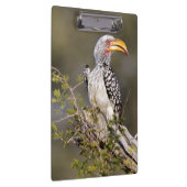 Gelbschnabelhecht Klemmbrett (Rechts)