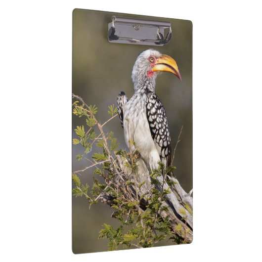 Gelbschnabelhecht Klemmbrett (Rechts)