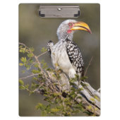 Gelbschnabelhecht Klemmbrett (Vorderseite)