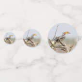 Gelbschnabelhecht Konfetti (Vorderseiten)