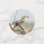 Gelbschnabelhecht Konfetti (Klein Vorderseite)