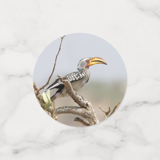 Gelbschnabelhecht Konfetti (Klein Vorderseite)