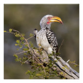 Gelbschnabelhecht Poster (Vorderseite)