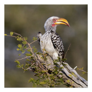 Gelbschnabelhecht Poster