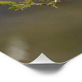 Gelbschnabelhecht Poster (Ecke)