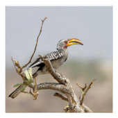 Gelbschnabelhecht Poster (Vorderseite)