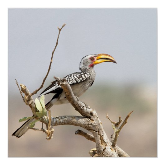 Gelbschnabelhecht Poster (Vorderseite)