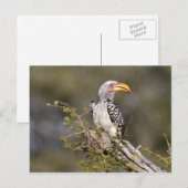 Gelbschnabelhecht Postkarte (Vorne/Hinten)