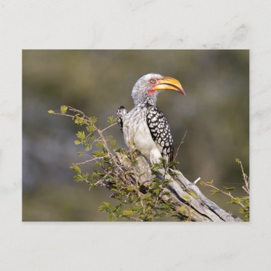 Gelbschnabelhecht Postkarte (Vorderseite)