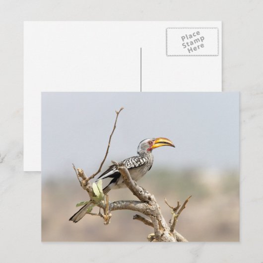 Gelbschnabelhecht Postkarte (Vorne/Hinten)