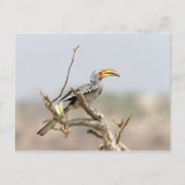 Gelbschnabelhecht Postkarte (Vorderseite)