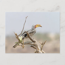 Gelbschnabelhecht Postkarte