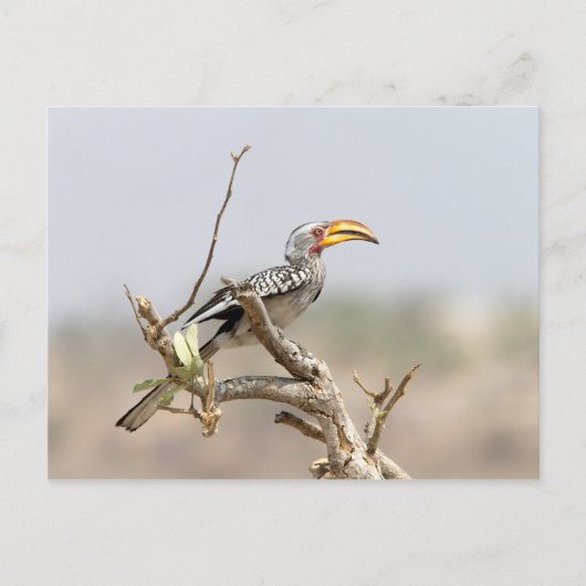 Gelbschnabelhecht Postkarte (Vorderseite)