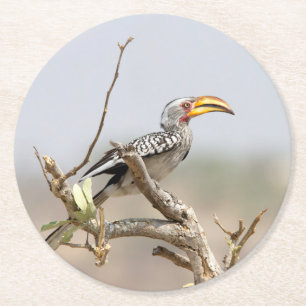 Gelbschnabelhecht Runder Pappuntersetzer