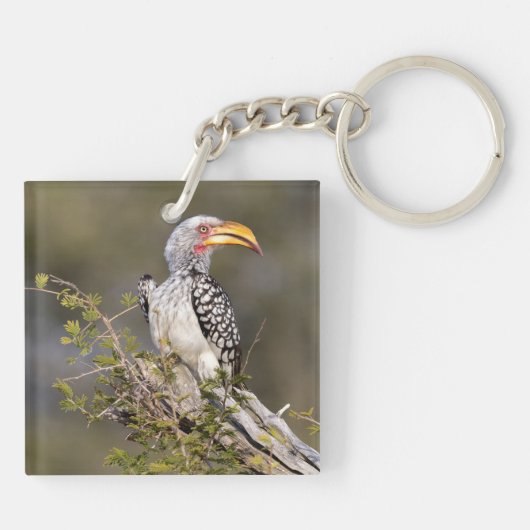 Gelbschnabelhecht Schlüsselanhänger (Rückseite)