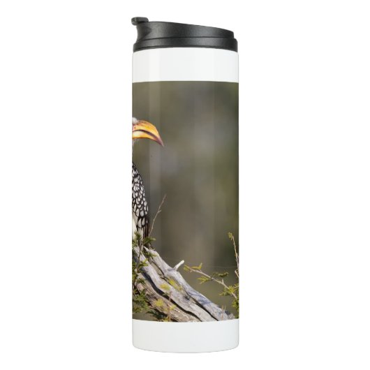 Gelbschnabelhecht Thermosbecher (Nach rechts gedreht)