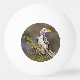 Gelbschnabelhecht Tischtennisball