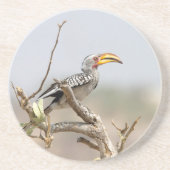 Gelbschnabelhecht Untersetzer (Vorne)