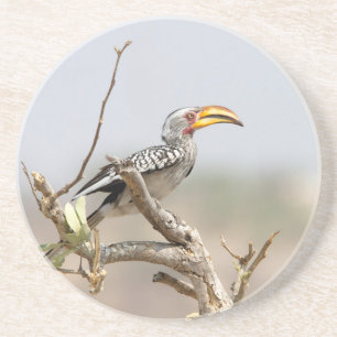 Gelbschnabelhecht Untersetzer