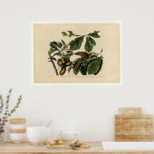 Gelbschnabelkuckoo_Audubon Poster (Küche)