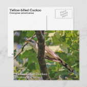 Gelbschnabelkuckuck Postkarte (Vorne/Hinten)