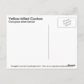 Gelbschnabelkuckuck Postkarte (Rückseite)