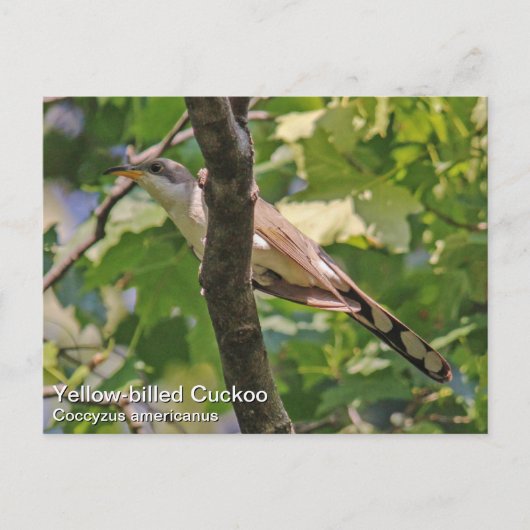 Gelbschnabelkuckuck Postkarte (Vorderseite)
