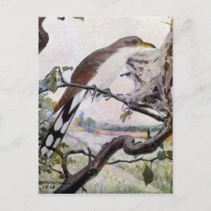 Gelbschnabelkuckuck und Zelt-Raupen Postkarte