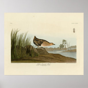 Gelbschnägel - Audubons Vögel in Amerika Poster