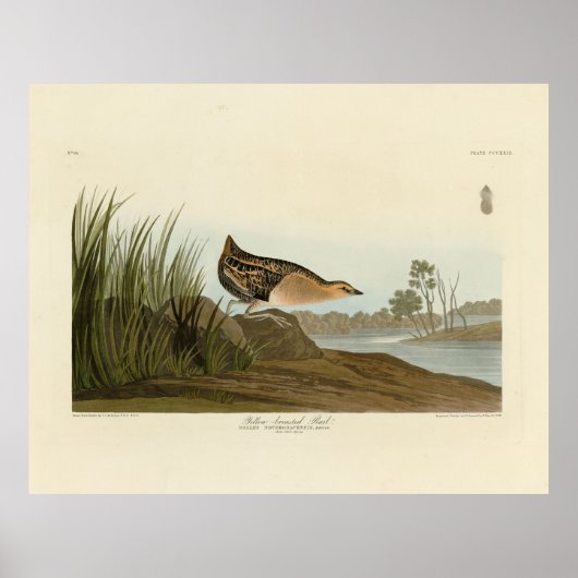 Gelbschnägel - Audubons Vögel in Amerika Poster (Vorne)