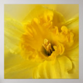 Gelbschnauze Poster (Vorne)