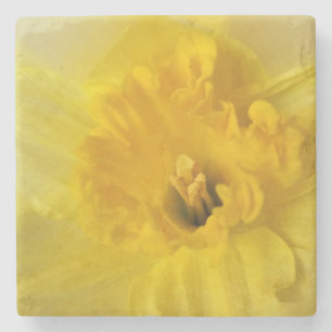 Gelbschnauze Steinuntersetzer