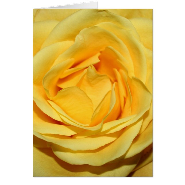 Gelbschnitzel (Vorne)