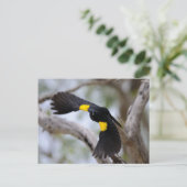 Gelbschulteriger Schwarzvogel im Flug Postkarte (Stehend Vorderseite)